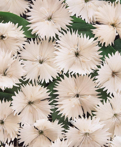 Dianthus Festival White F1 Hybrid Seeds