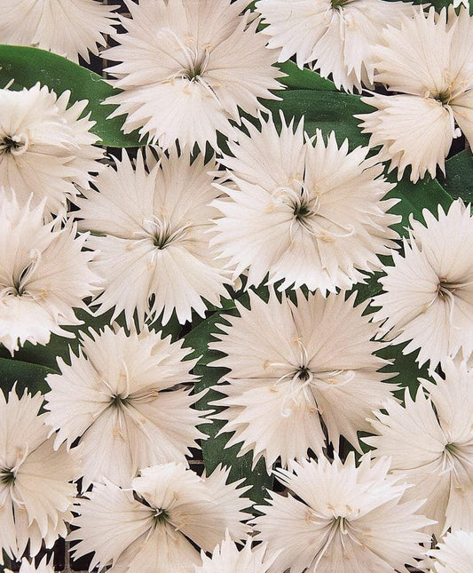 Dianthus Festival White F1 Hybrid Seeds