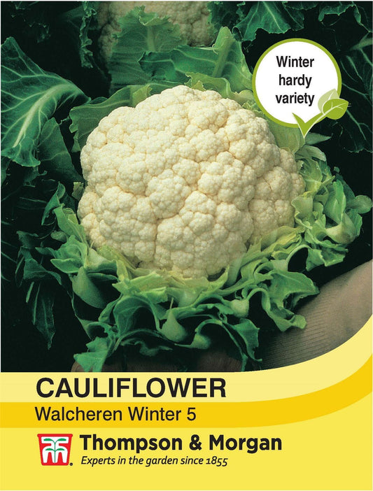 Thompson & Morgan Cauliflower Walcheren Winter 5 50 Seed