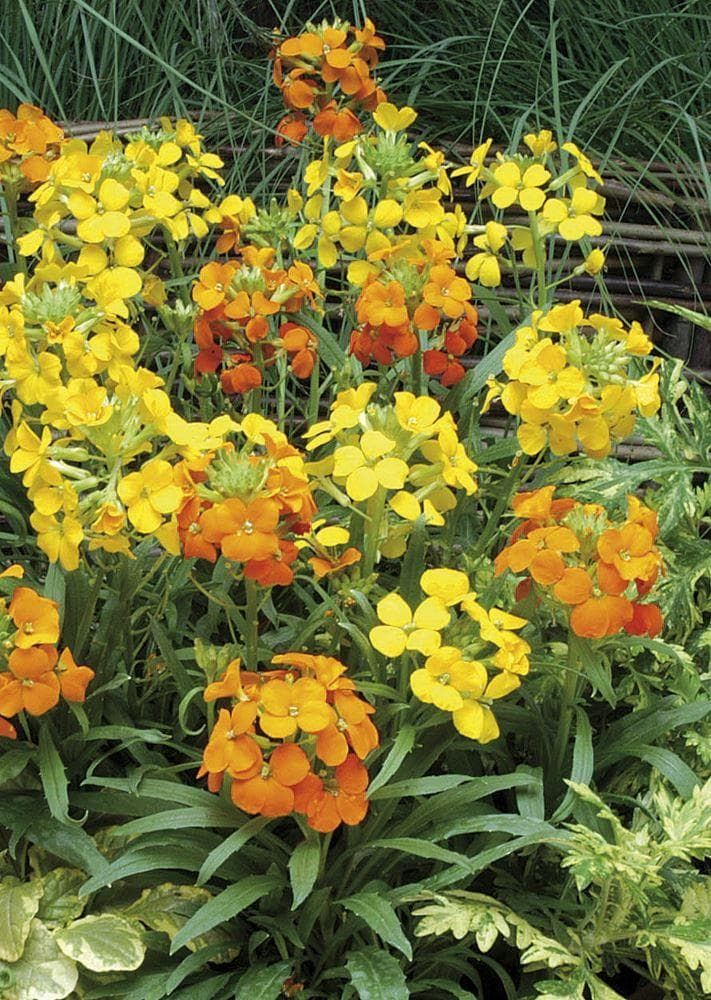 Erysimum Species Citronia Seeds