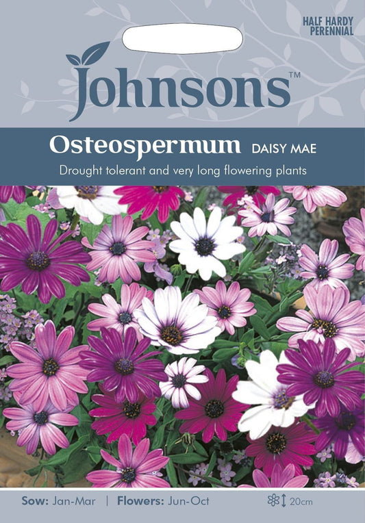 Johnsons Osteospermum Daisy Mae 25 Seeds