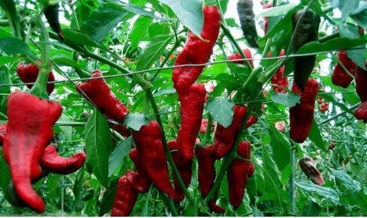 Pepper (Chilli) Chimayo Seeds