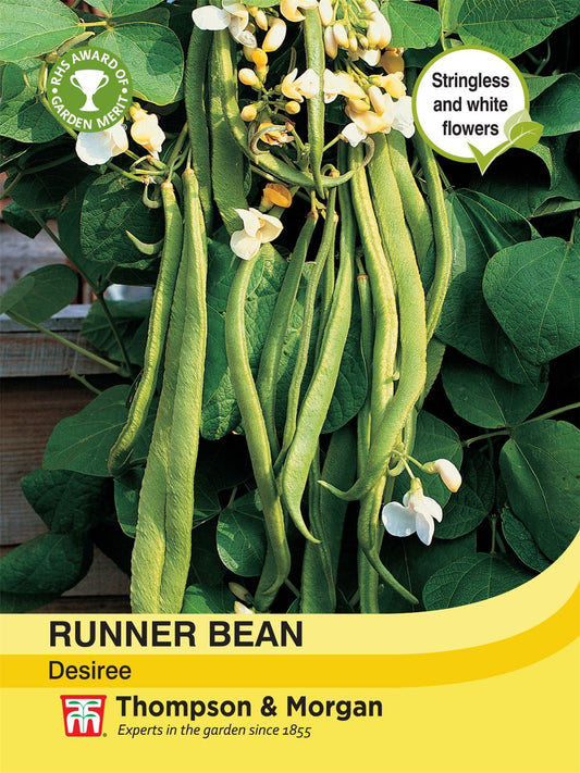 Thompson & Morgan Runner Bean Desiree 35 Seed