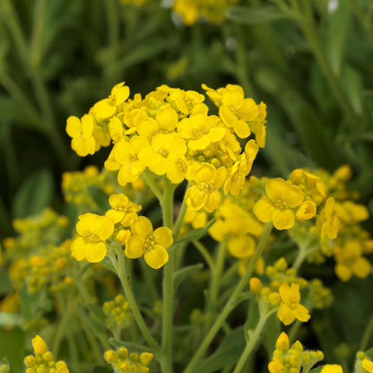 Aurinia saxatilis Gold Rush Seeds