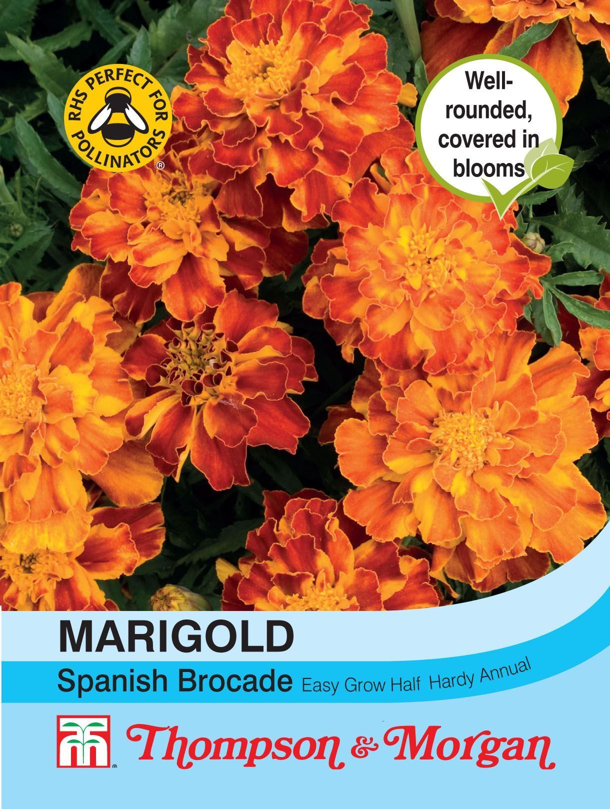 Thompson & Morgan Marigold Spanish Brocade (French) 110 Seed