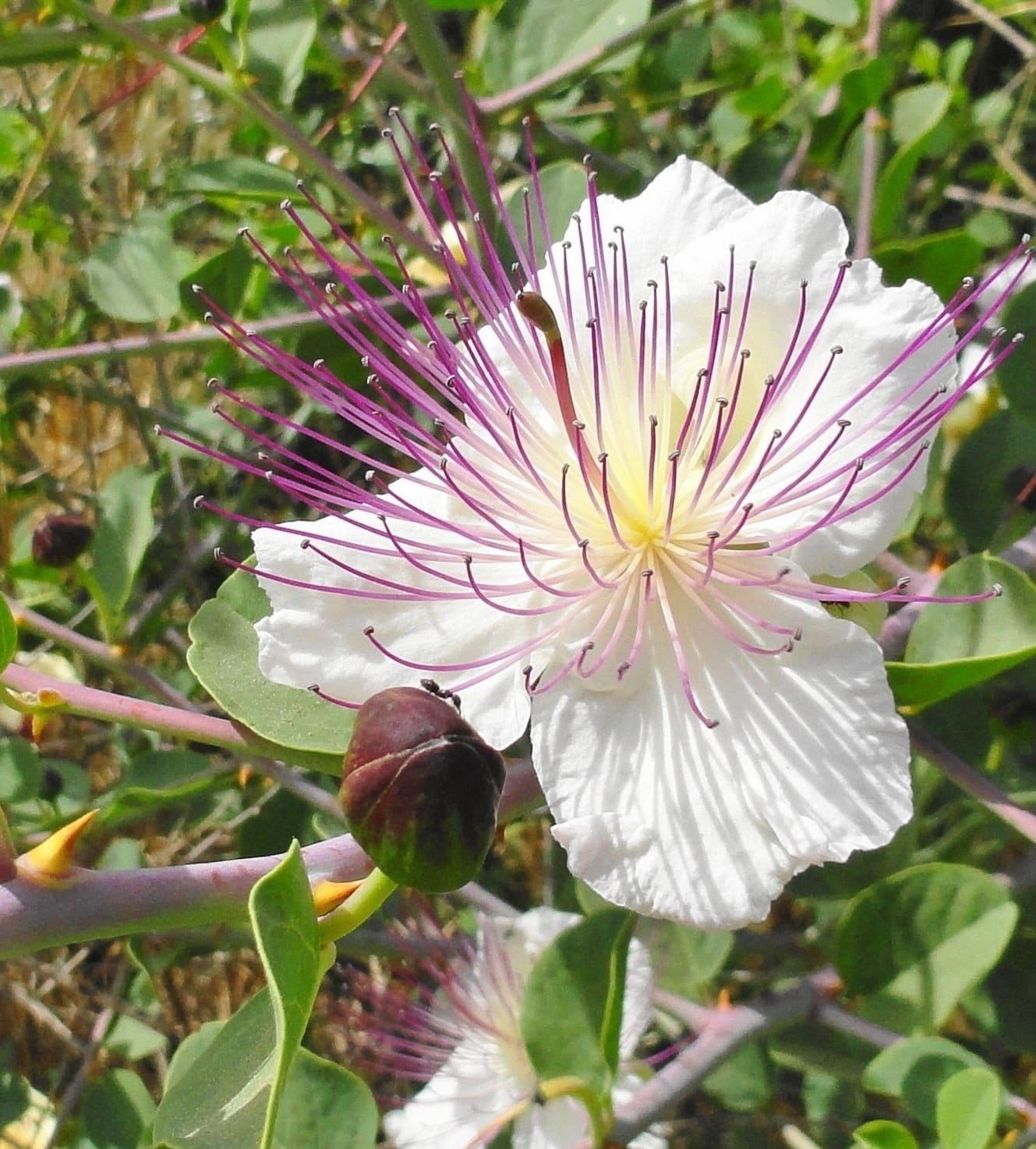 Caper - Capparis spinosa Seeds