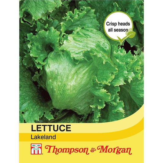 Thompson & Morgan Lettuce Lakeland 300 Seed