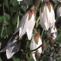 Campanula alliarifloria Seeds
