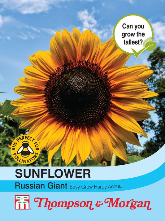 Thompson & Morgan Sun Russian Giant 60 Seed