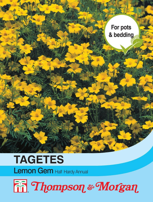Thompson & Morgan Tagetes Lemon Gem 225 Seed