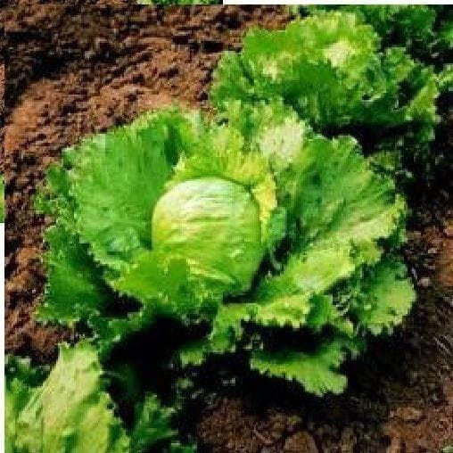 Lettuce Iceburg Seeds