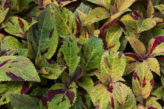 Coleus Mighty Mosaic Seeds