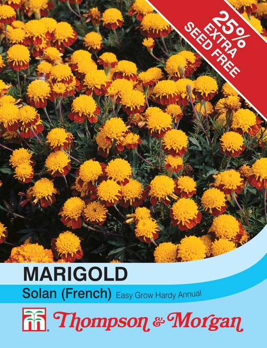 Thompson & Morgan Marigold Solan (French) 100 Seed