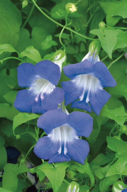 Asarina Scandens Mystic Series Sky Blue Seeds