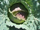 Exhibition Vegetable Robinsons Robin F1 Cabbage 30 Seeds