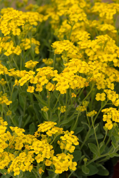 Aurinia saxatilis Gold Rush Seeds
