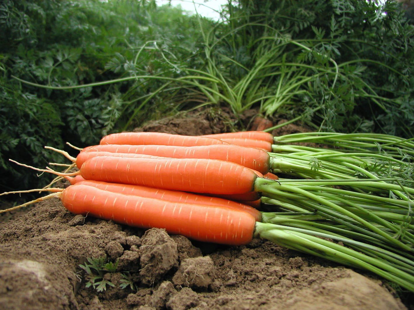 Carrot Romance F1 Hybrid Seeds