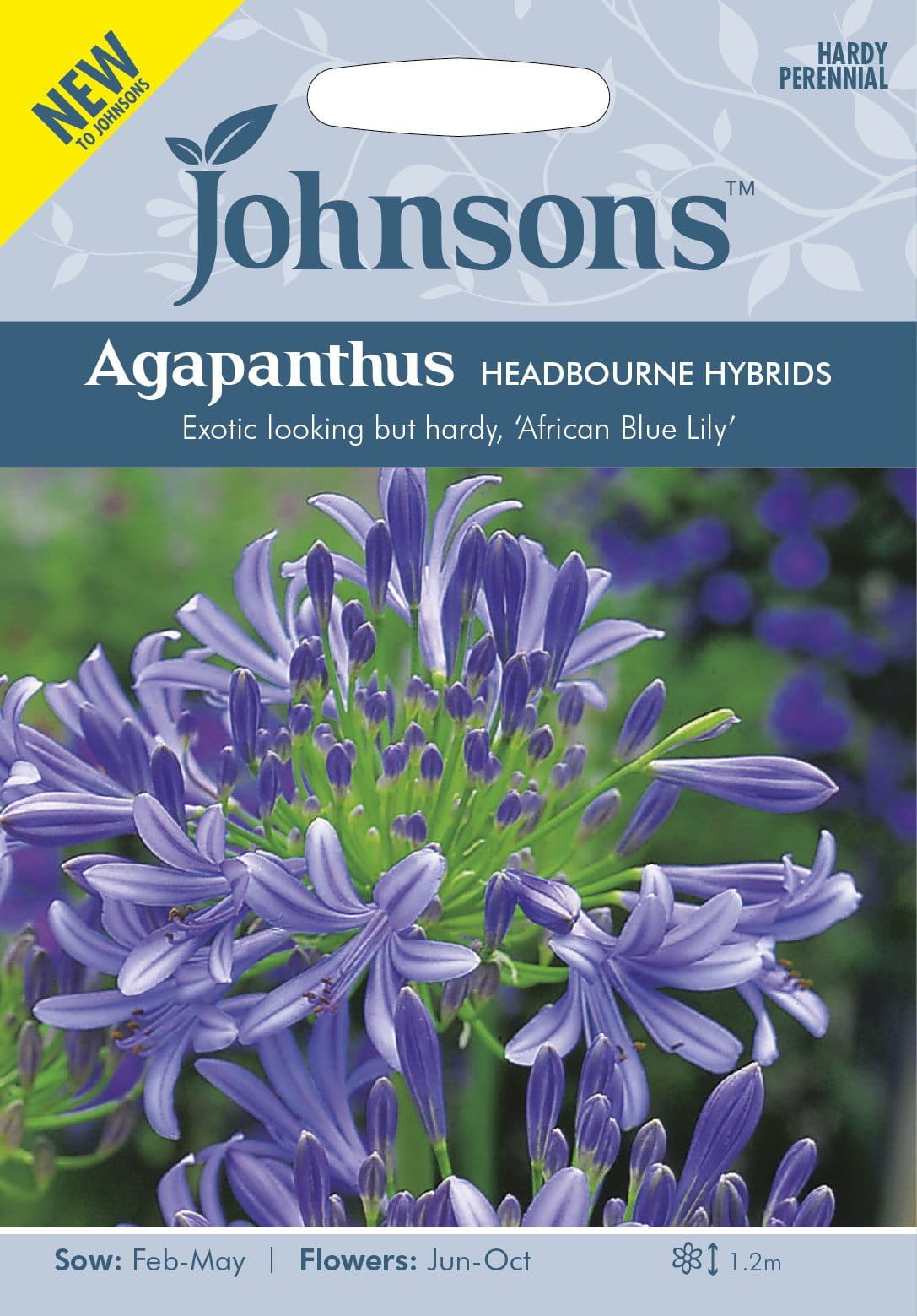 Johnson Seeds - Flower - Agapanthus Headbourne Hybrids - 20 Seeds