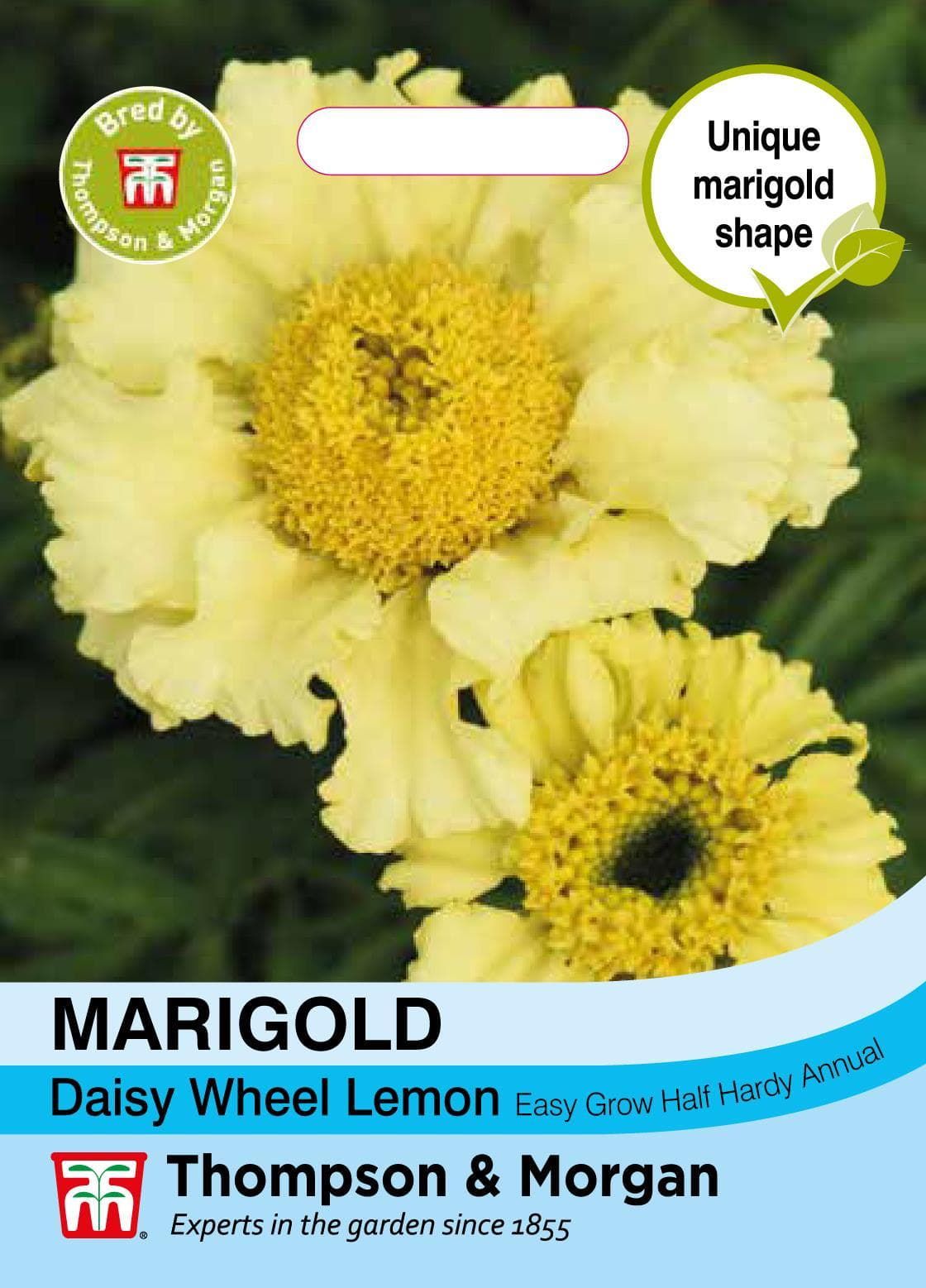 Thompson & Morgan Flower Marigold Daisy Wheel Lemon - 100 Seeds