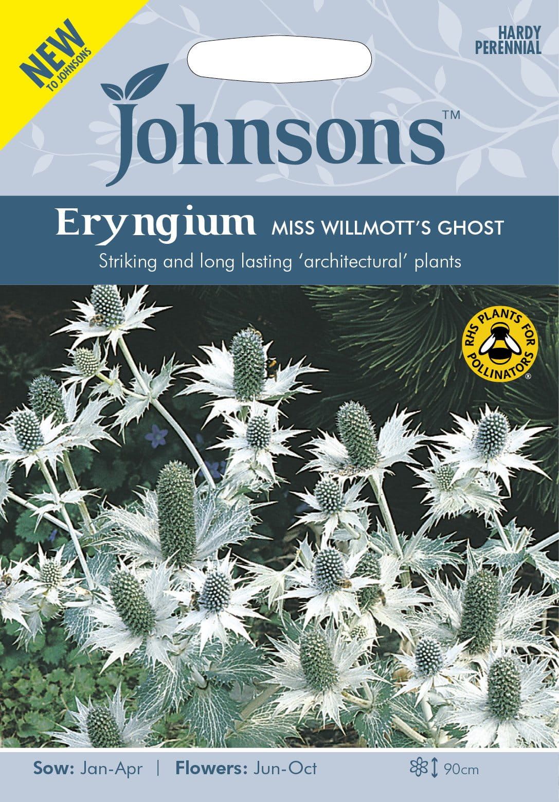 Johnson Seeds - Flower - Eryngium Miss Willmotts Ghost - 50 Seeds