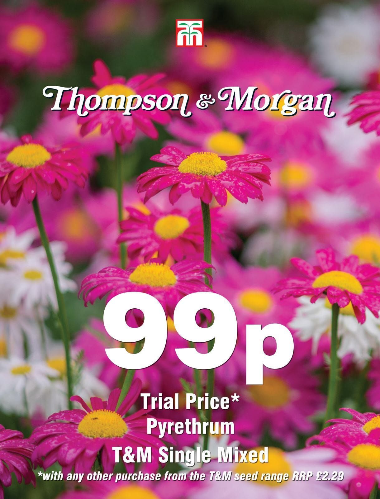 Thompson & Morgan - 99p Flower - Pyrethrum - T&M Single Mixed - 100 Seeds