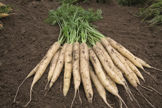 Organic Carrot White Satin Seeds