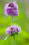 Wild Flower Water Mint Mentha Aquatica