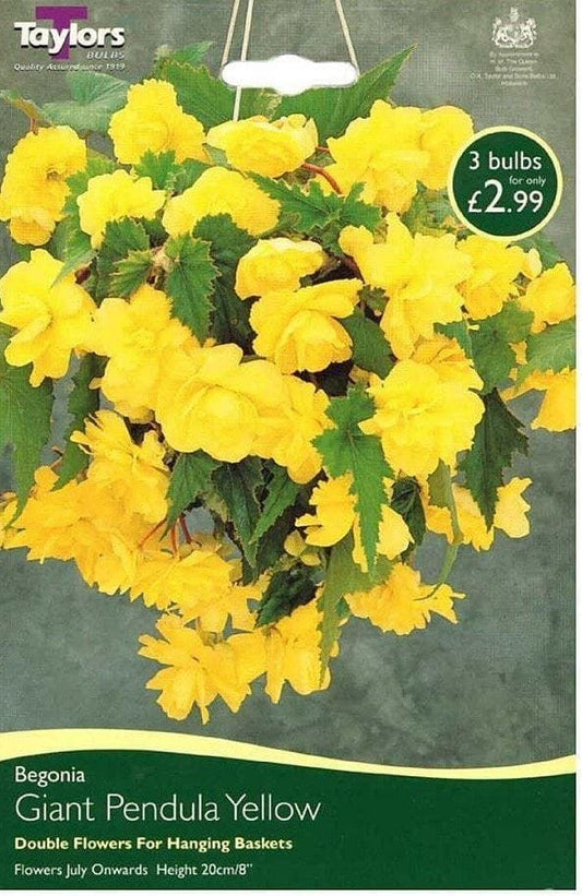 Taylors Begonia - Pendula Yellow Giant Flowering - 3 Tubers - Hanging Basket