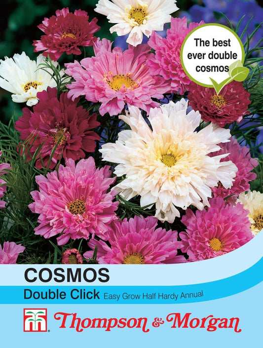 Thompson & Morgan Cosmos Double Click 65 Seed