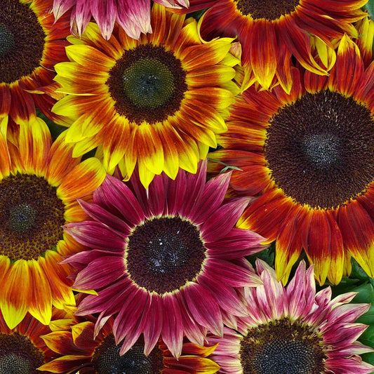 Sunflower Harlequin Seeds
