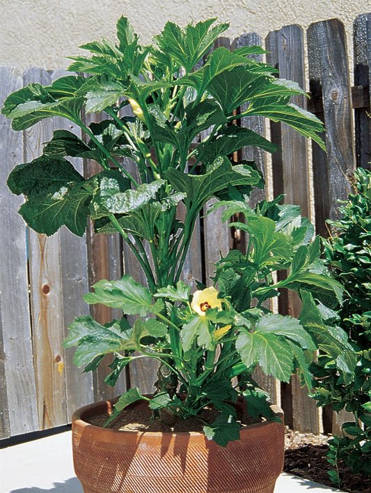 Vegetable - Okra - Baby Bubba - 25 Seeds