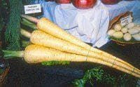 Exhibition Vegetable Robinsons Parsnip Exhibition Long 100 Seeds