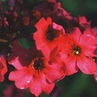 Primula japonica Millar's Crimson Seeds