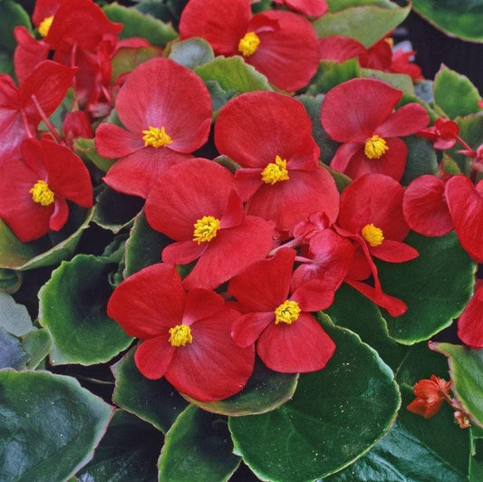 Begonia Heaven Red F1 Seeds