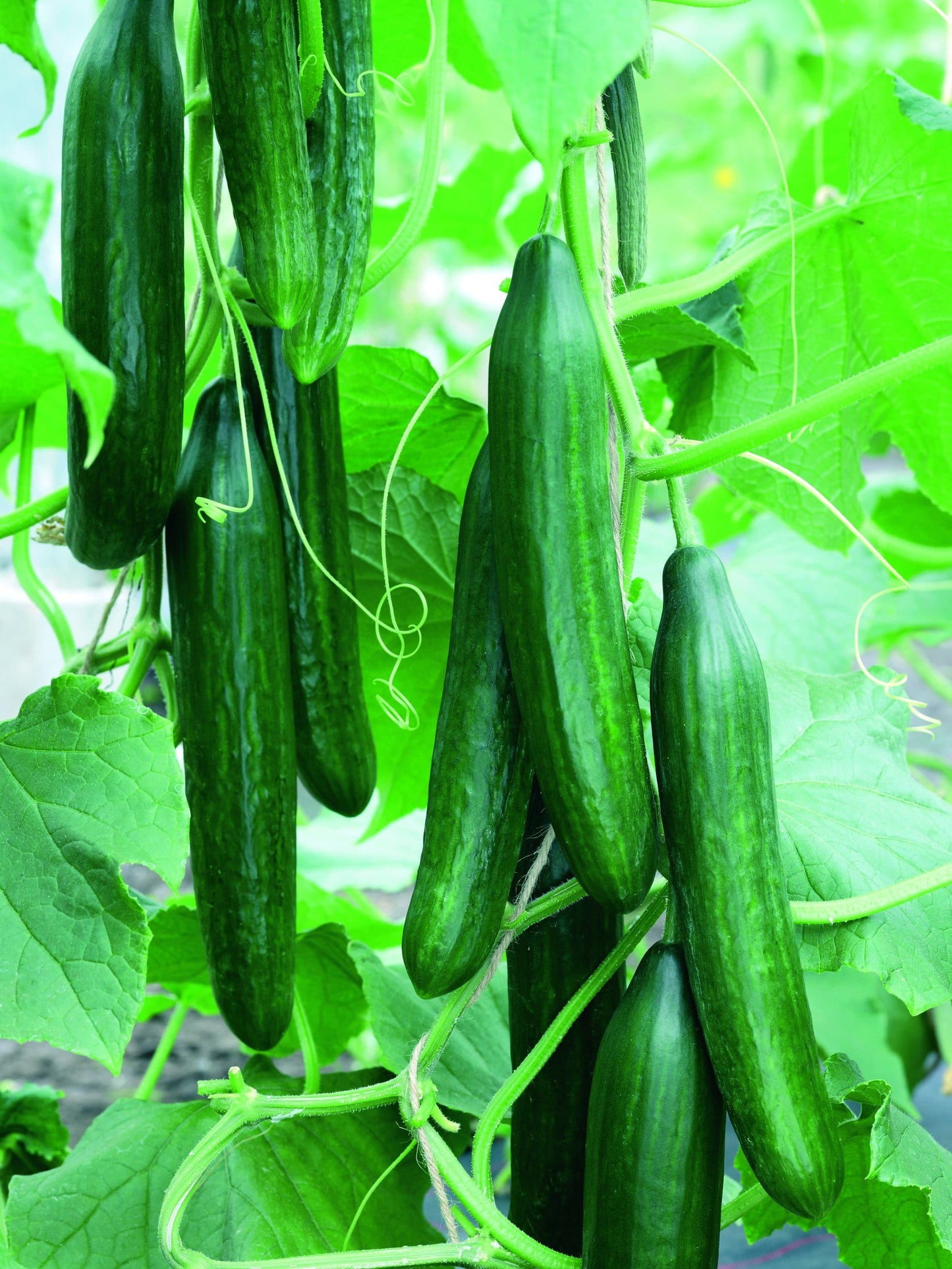 Cucumber Femspot F1 Hybrid Seeds