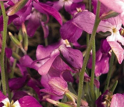 Night Scented Stock Seeds – Matthiola bicornis