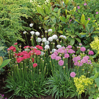 Armeria Ballerina Mixed Seeds