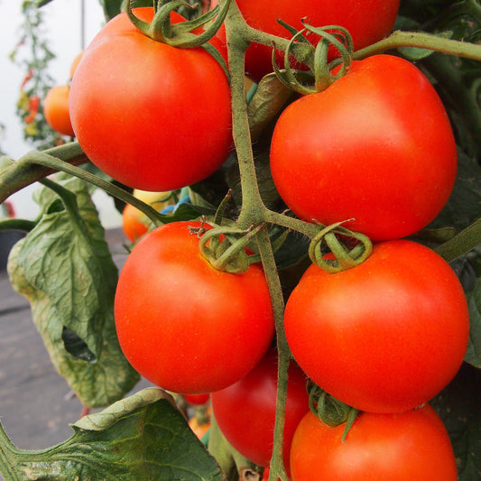 Tomato Akron F1 Hybrid Seeds