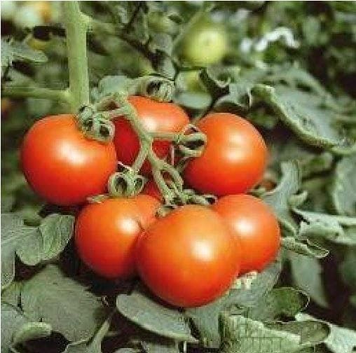 Tomato Amateur Seeds