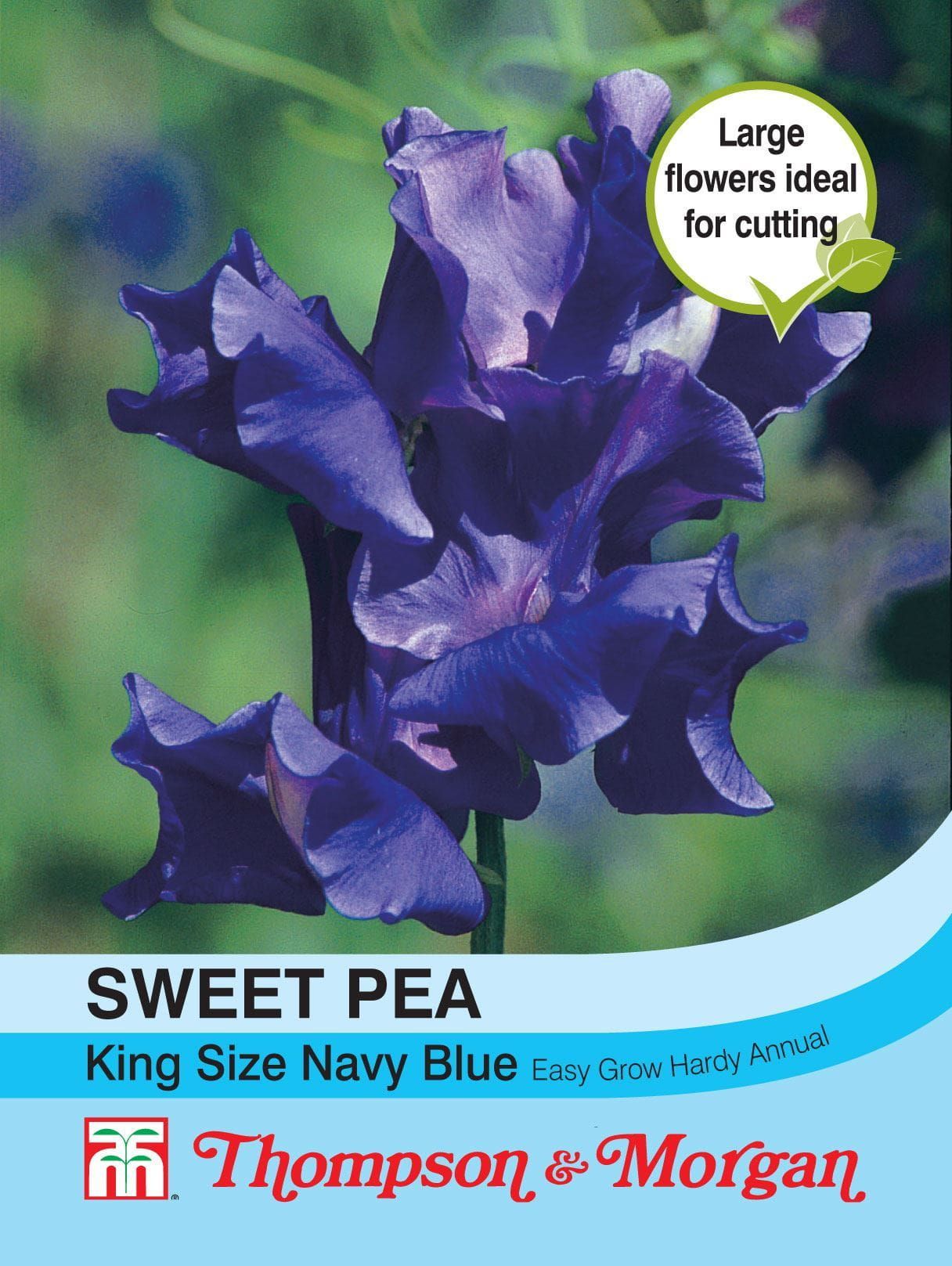Thompson & Morgan - Flower - Sweet Pea - King Size Navy Blue - 20 Seeds