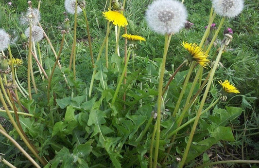 Wild Flower Dandelion Taraxacum officinale Seeds