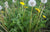 Wild Flower Dandelion Taraxacum Officinale