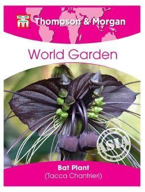 Thompson & Morgan World Garden Flowers Bat Plant (Tacca Chantrieri) 4 Seed