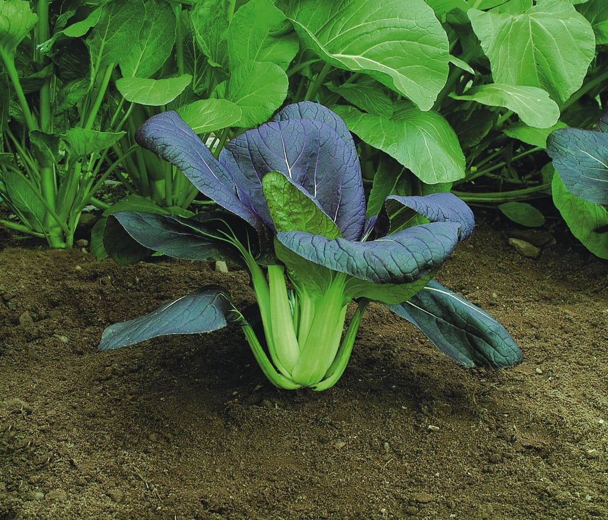 Pak Choi Red F1 Hybrid Seeds – JustSeed