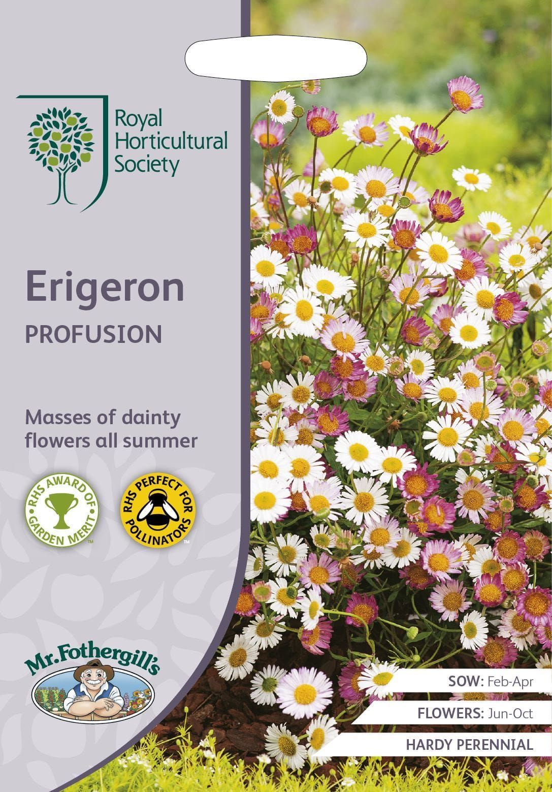 Mr Fothergills RHS Erigeron Profusion 250 Seeds