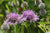 Wild Flower Greater Knapweed Centaurea Scabiosa