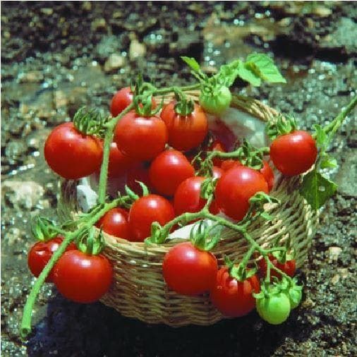 Organic Tomato Chadwick Seeds