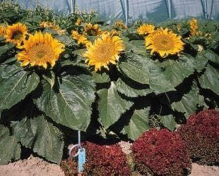 Sunflower Dwarf Incredible Seeds