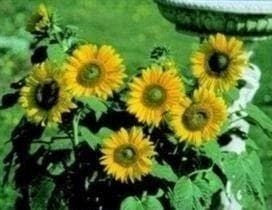Sunflower Dwarf F1 Hybrid Munchkin Seeds