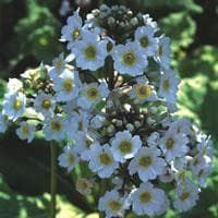 Primula japonica Postford White Seeds